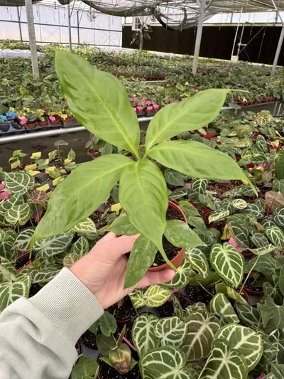 plant/Amorphophallus titanum 4” pot growers choice-4-thumbnail