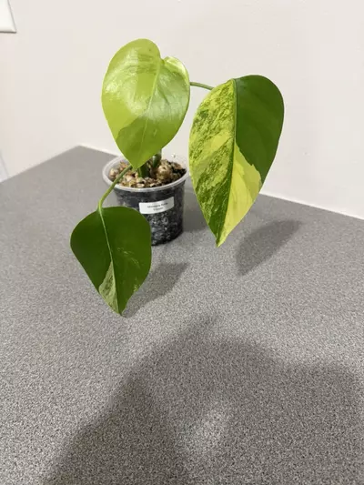plant/Monstera Aurea Tricolor-6-thumbnail