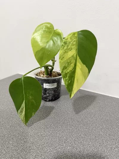 plant/Monstera Aurea Tricolor-0-thumbnail