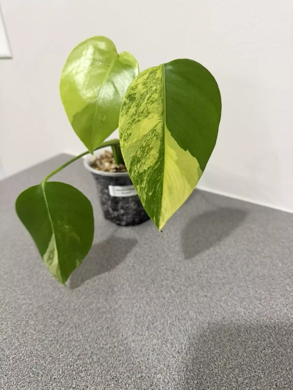 plant/Monstera Aurea Tricolor-1