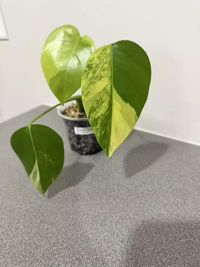 plant/Monstera Aurea Tricolor-1-thumbnail