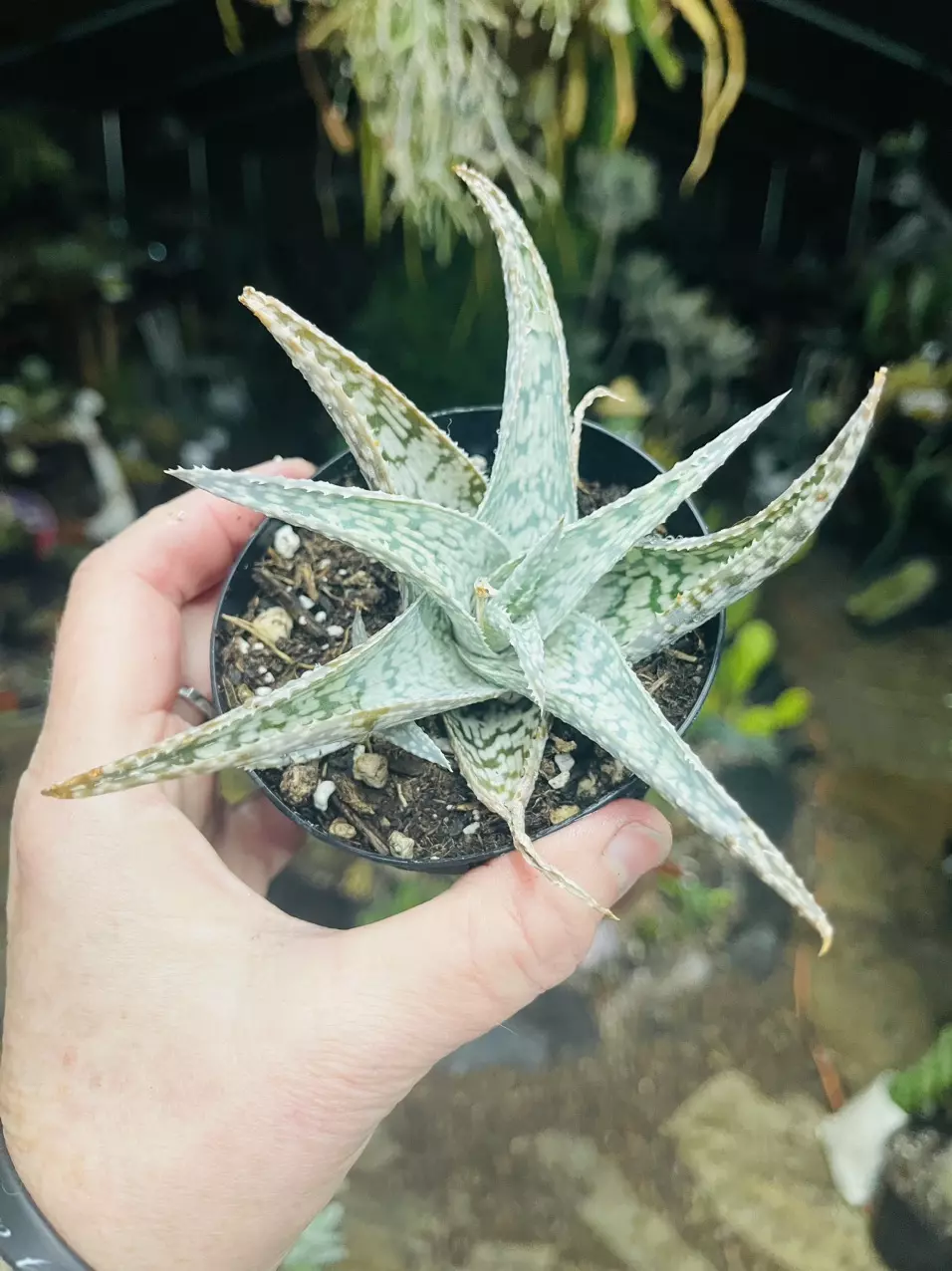 plant/Aloe White Beauty 3”-0