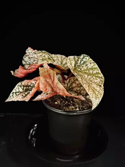 plant/STUNNING Snowcap Begonia- Variegated, 4” pot.-1-thumbnail