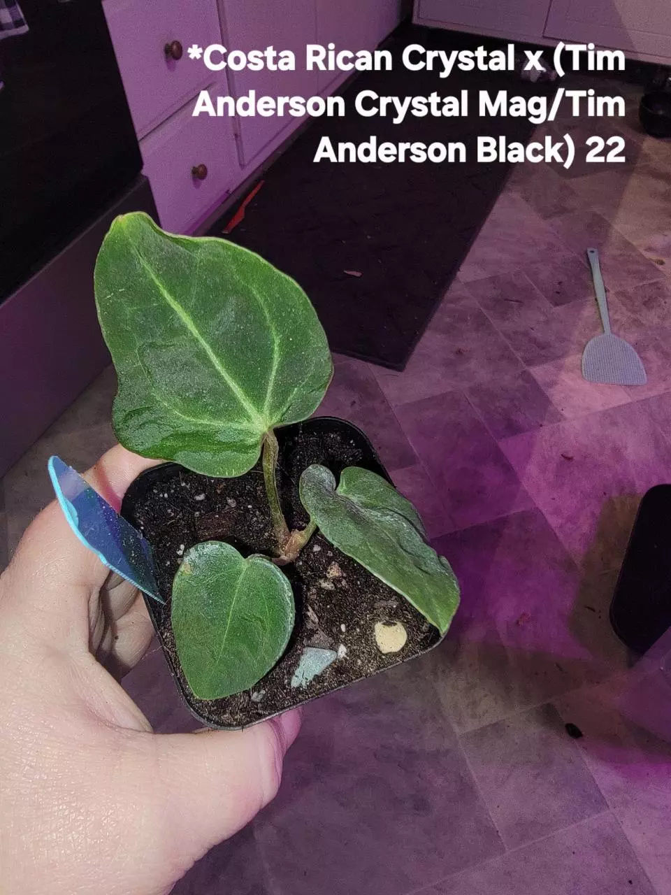 plant/Costa Rican Crystal x (Tim Anderson Crystal Mag/Tim Anderson Black)-0