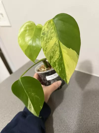 plant/Monstera Aurea Tricolor-3-thumbnail