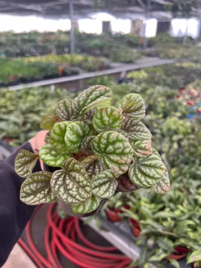 plant/Peperomia Robella Pink 4" Pot Growers Choice-0-thumbnail