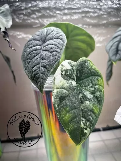 plant/Melo Albo Mother Plant-0-thumbnail