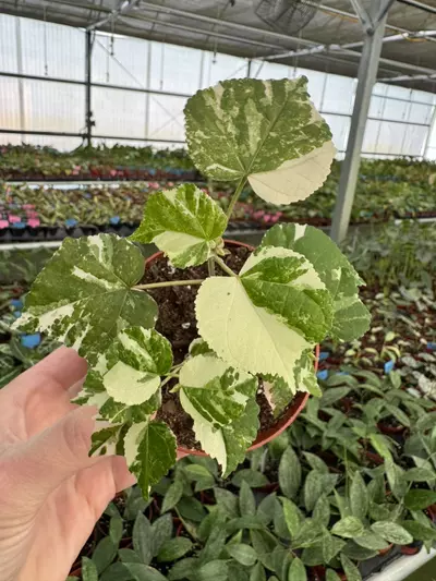 plant/variegated hibiscus tiliaceus 4” pot growers choice-0-thumbnail