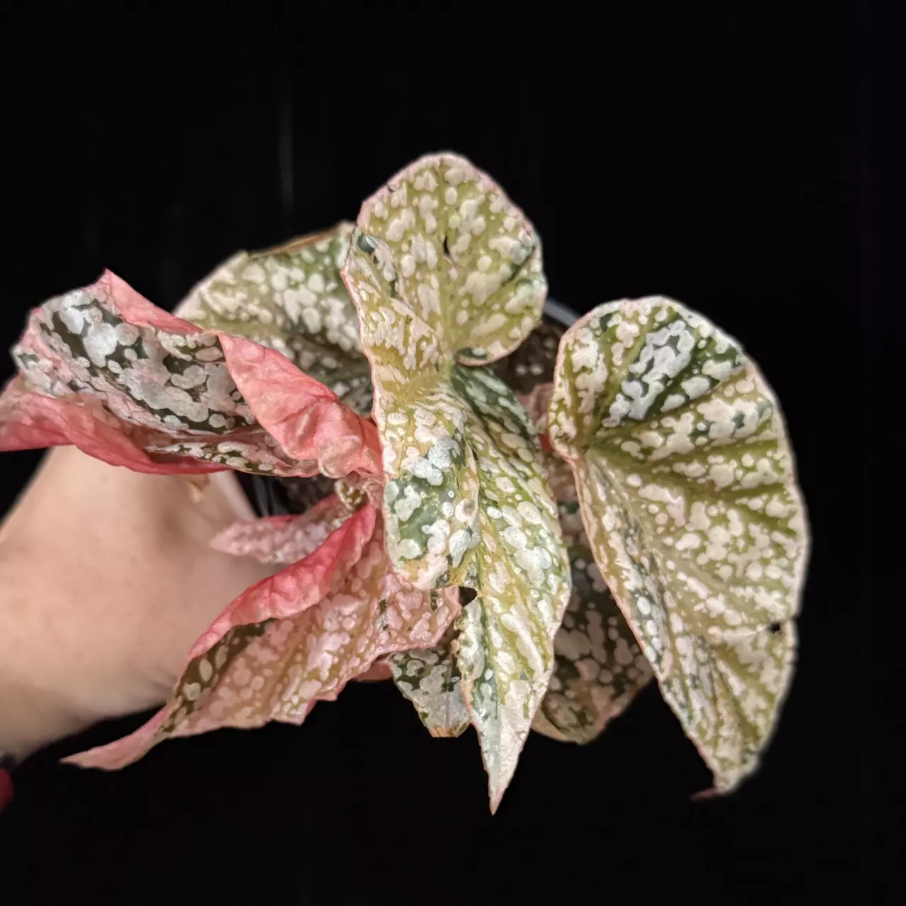 plant/STUNNING Snowcap Begonia- Variegated, 4” pot.-0