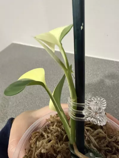 plant/Scindapsus Blue Albo-4-thumbnail