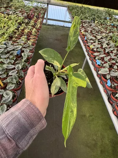 plant/Philodendron Florida beauty 4” pot growers choice-2-thumbnail