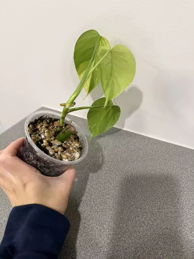 plant/Monstera Aurea Tricolor-4-thumbnail