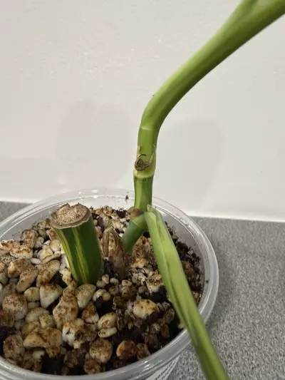 plant/Monstera Aurea Tricolor-7-thumbnail