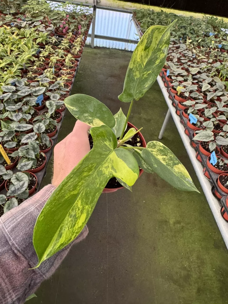 plant/Philodendron Florida beauty 4” pot growers choice-1