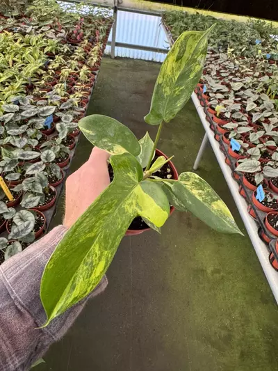 plant/Philodendron Florida beauty 4” pot growers choice-1-thumbnail