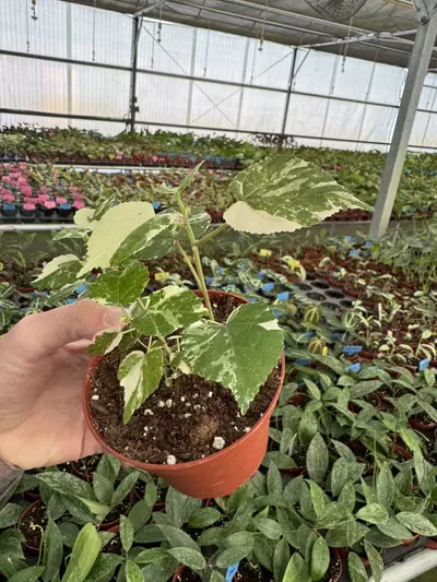 plant/variegated hibiscus tiliaceus 4” pot growers choice-5-thumbnail