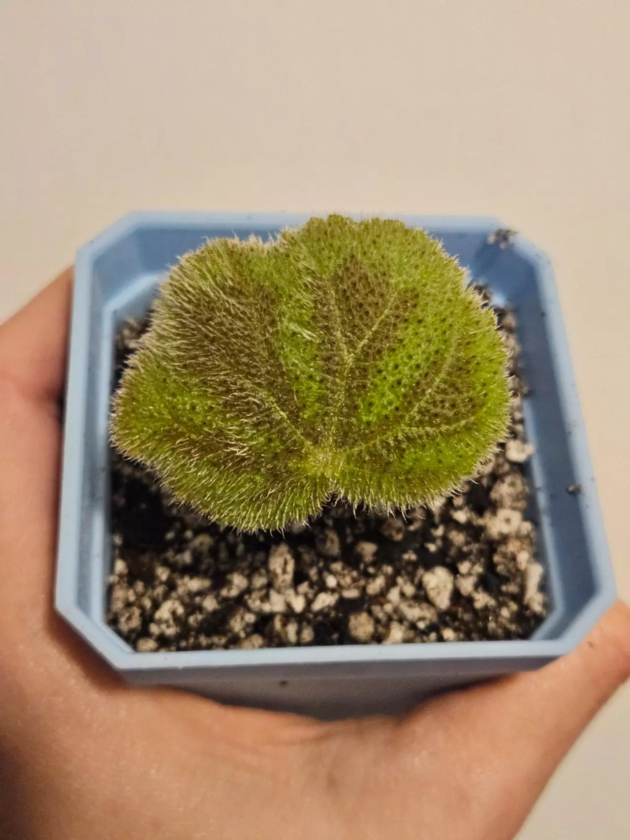 plant/Begonia veriegata (Grey Form)-0