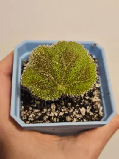 plant/Begonia veriegata (Grey Form)-0-thumbnail