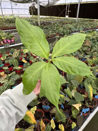 plant/Amorphophallus titanum 4” pot growers choice-2-thumbnail