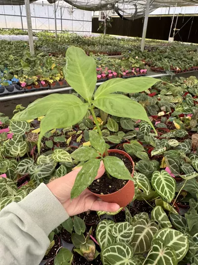 plant/Amorphophallus titanum 4” pot growers choice-5-thumbnail