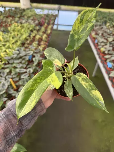 plant/Philodendron Florida beauty 4” pot growers choice-3-thumbnail