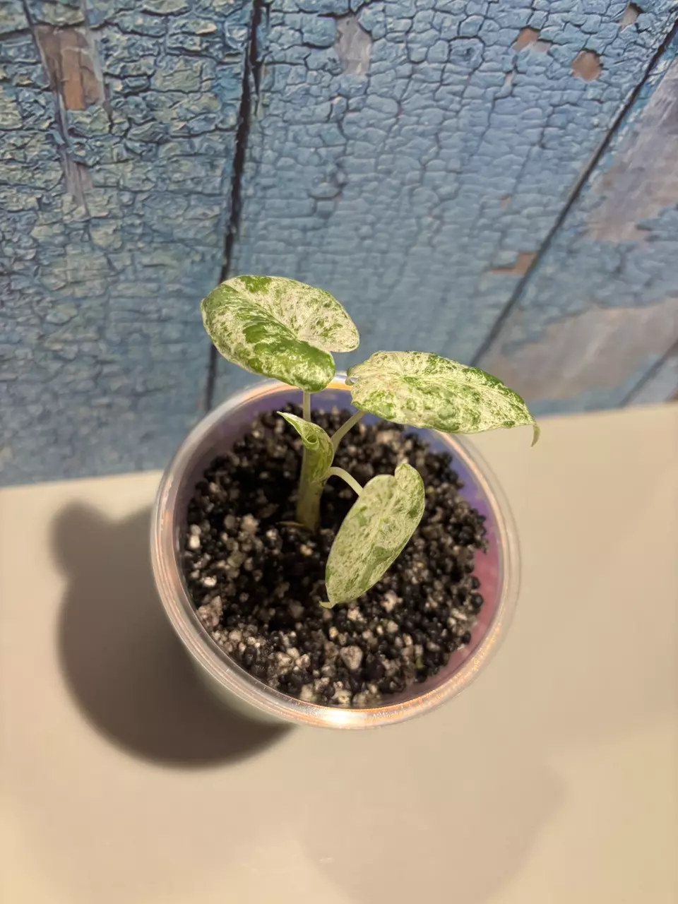 plant/Alocasia Macrorrhiza Camouflage-3