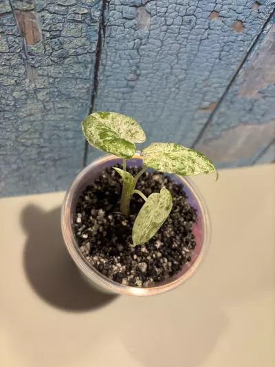 plant/Alocasia Macrorrhiza Camouflage-3-thumbnail