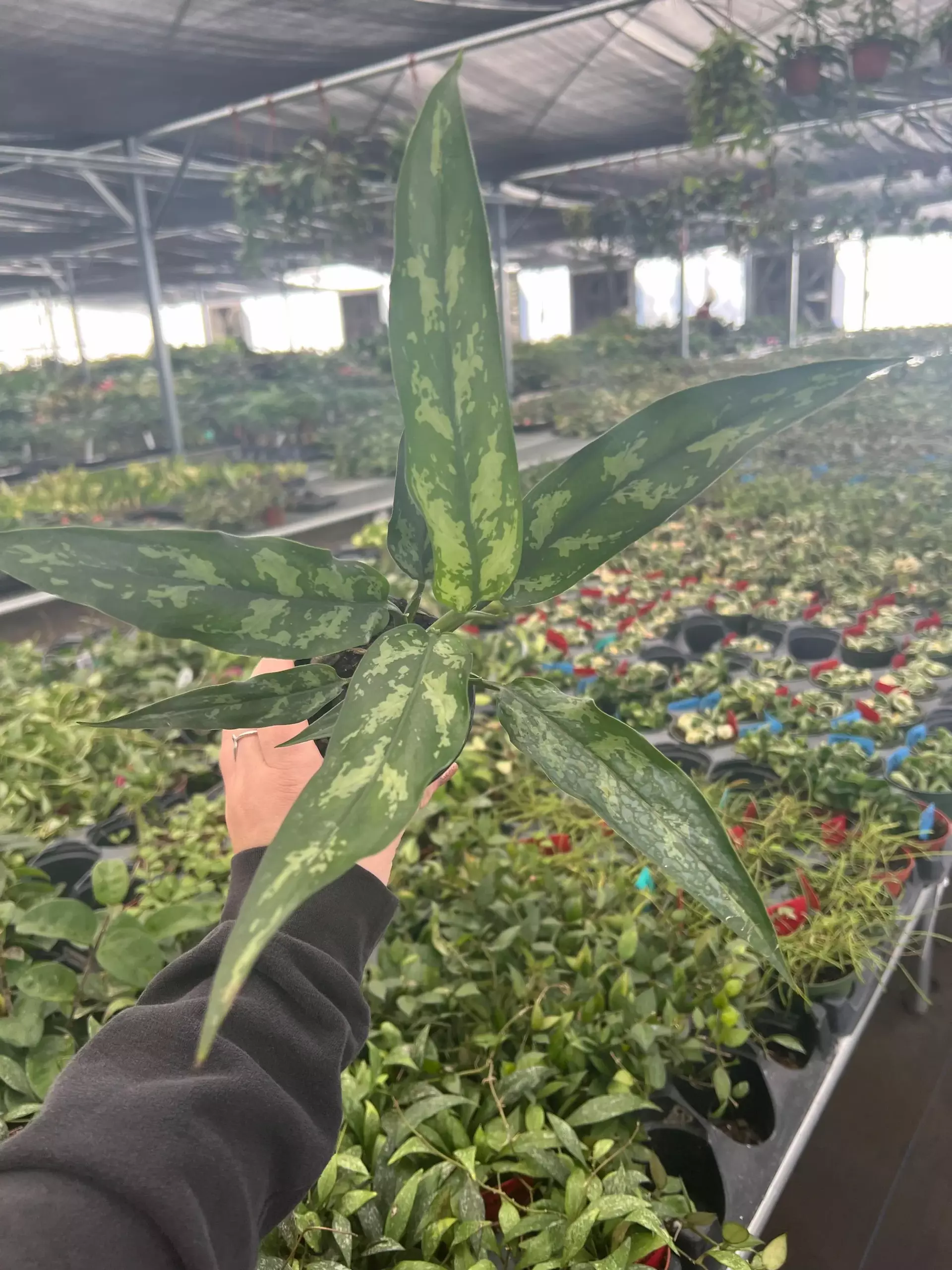 plant/Aglaonema Star King 4" Pot Growers Choice-0