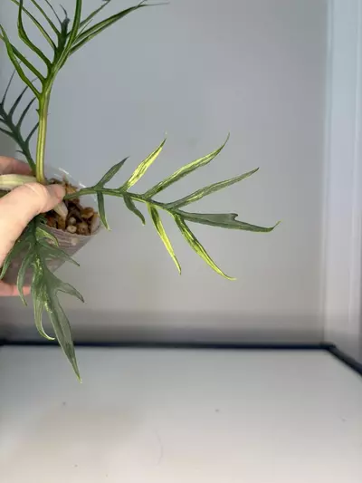 plant/Variegated Tortum-2-thumbnail