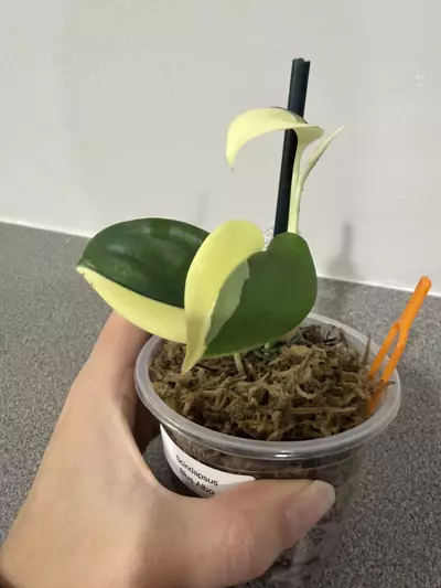 plant/Scindapsus Blue Albo-3-thumbnail