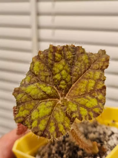 plant/Begonia 'Cowardly Lion'-0-thumbnail