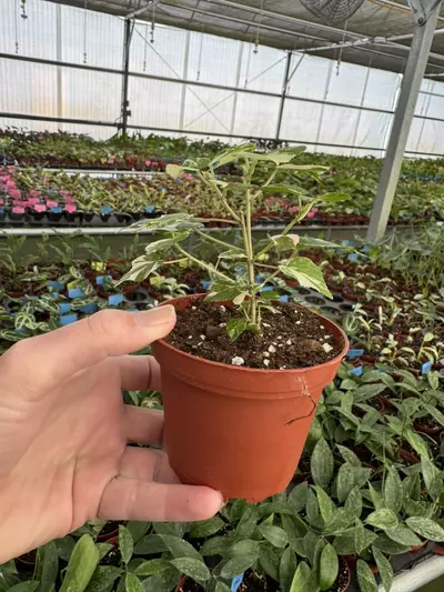 plant/variegated hibiscus tiliaceus 4” pot growers choice-6-thumbnail