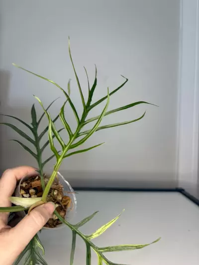 plant/Variegated Tortum-3-thumbnail