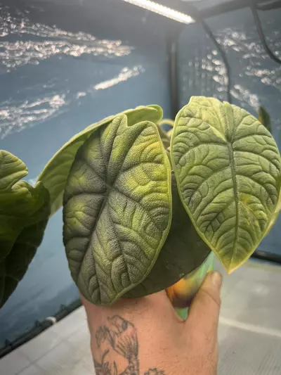 plant/Melo Albo Mother Plant-1-thumbnail