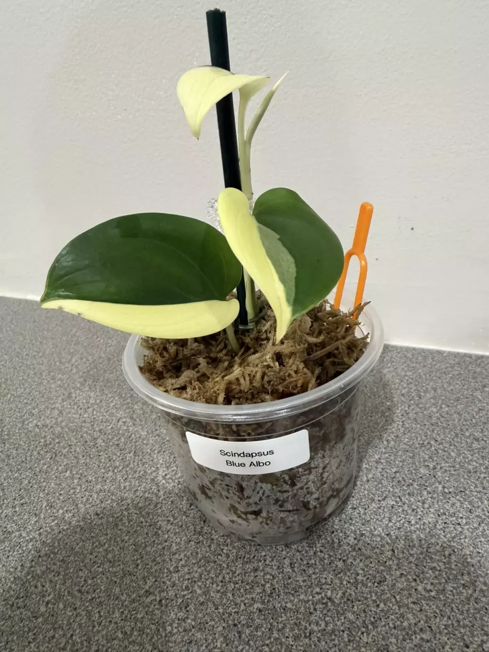 plant/Scindapsus Blue Albo-1