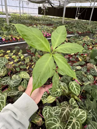 plant/Amorphophallus titanum 4” pot growers choice-3-thumbnail