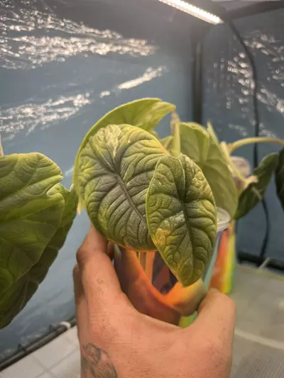 plant/Melo Albo Mother Plant-2-thumbnail