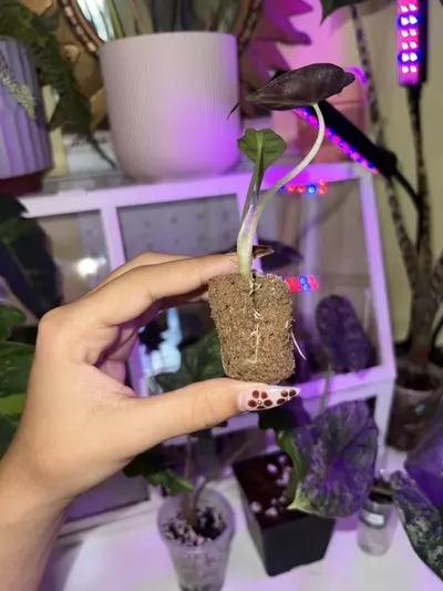 plant/💚Alocasia Venom Plug💚-1-thumbnail