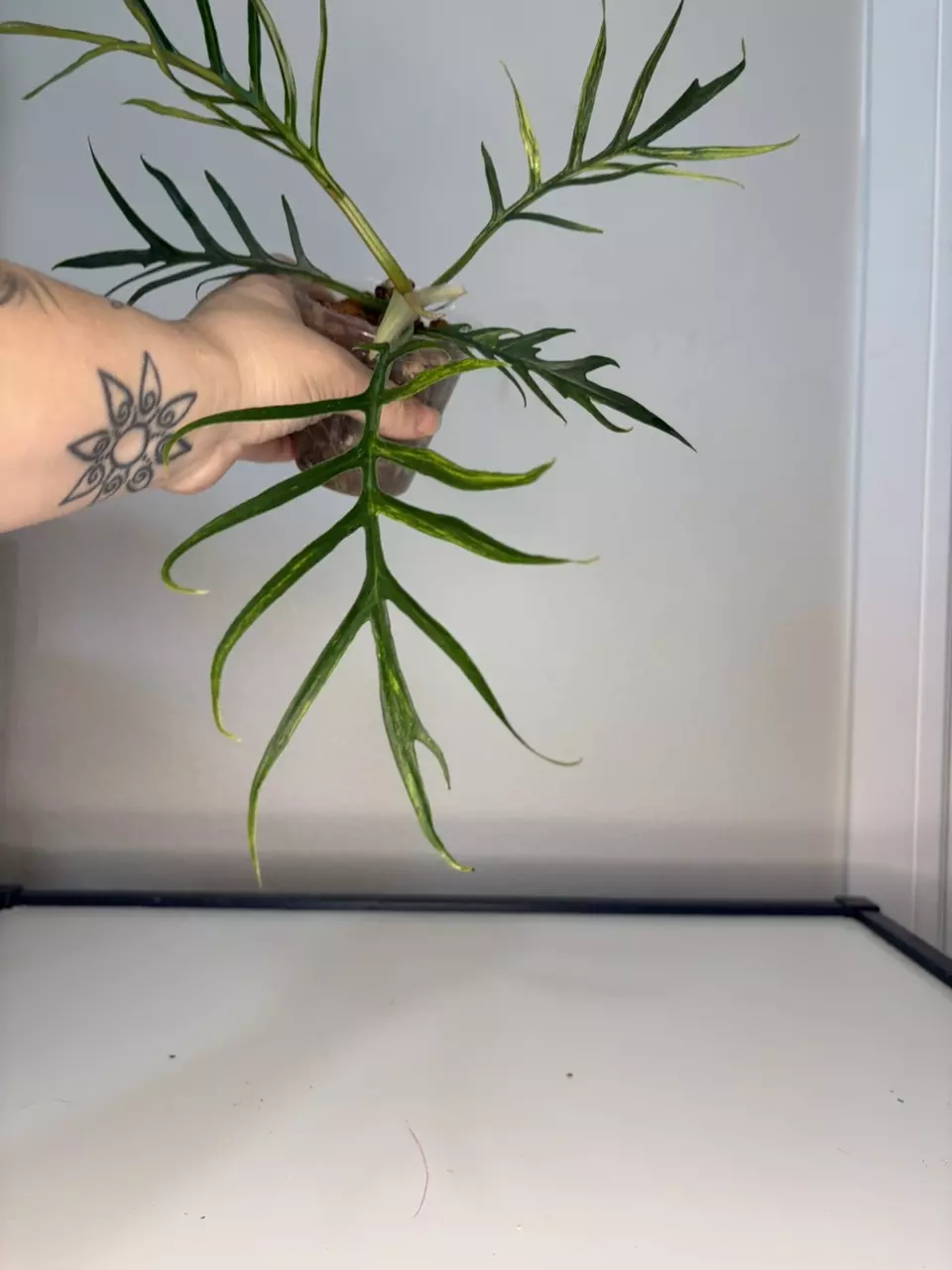 plant/Variegated Tortum-1