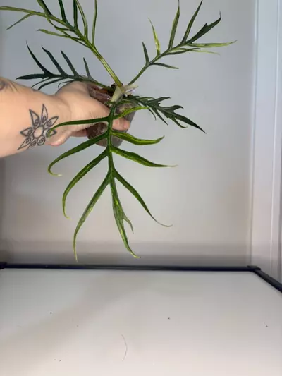 plant/Variegated Tortum-1-thumbnail