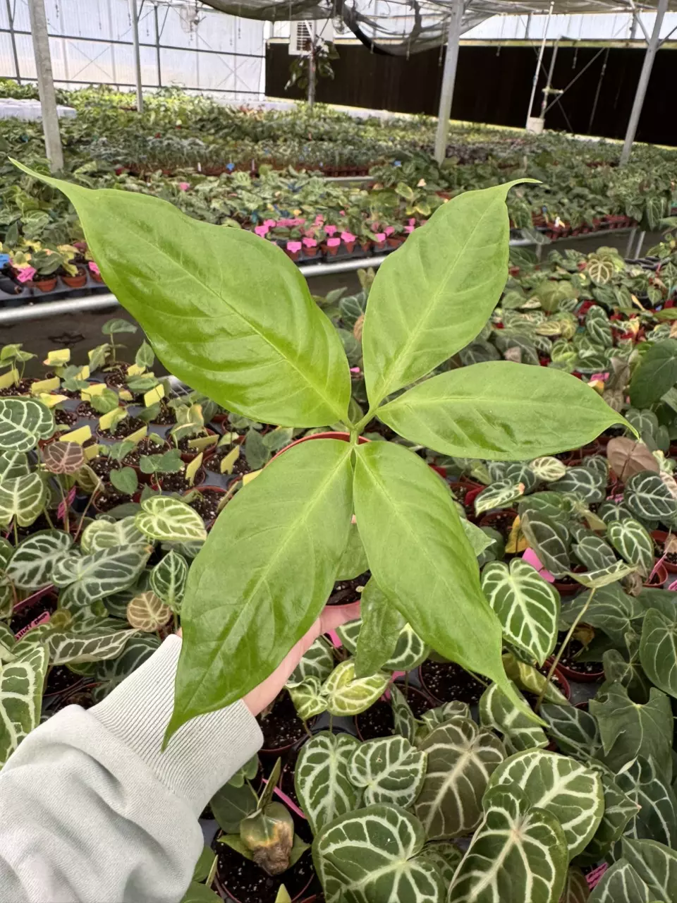 plant/Amorphophallus titanum 4” pot growers choice-0