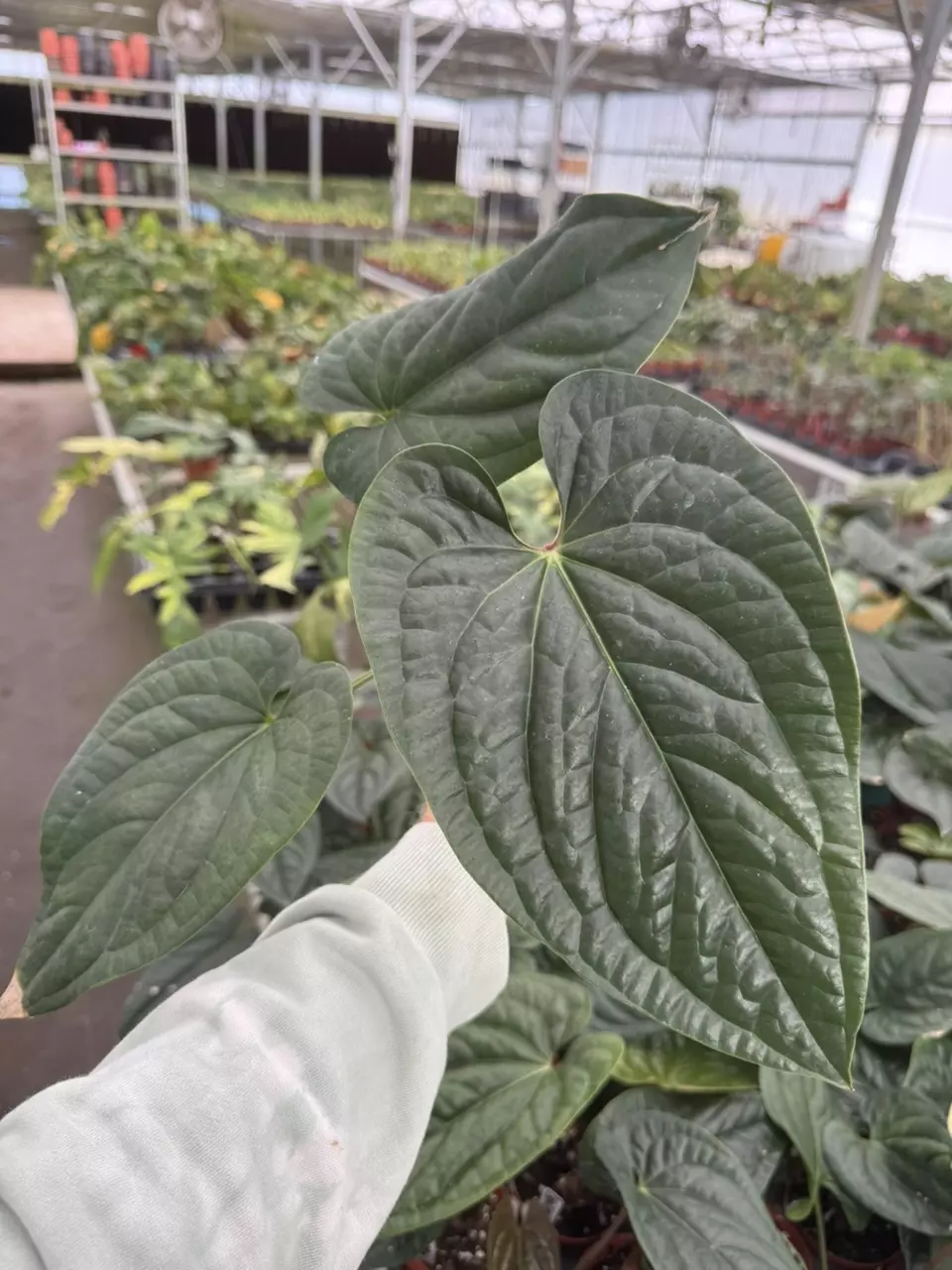 plant/Anthurium radicans 4” pot growers choice-1