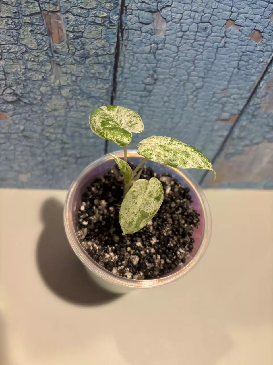 plant/Alocasia Macrorrhiza Camouflage-0