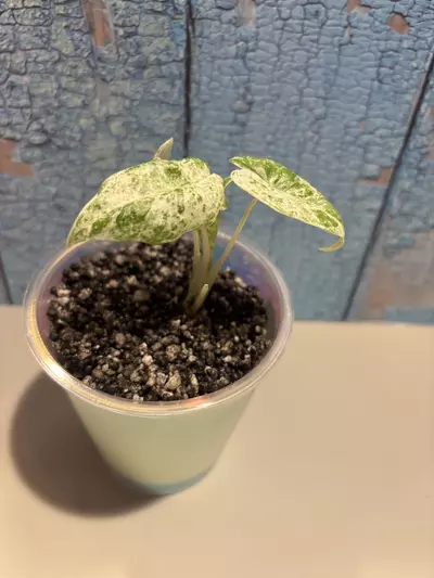 plant/Alocasia Macrorrhiza Camouflage-2-thumbnail