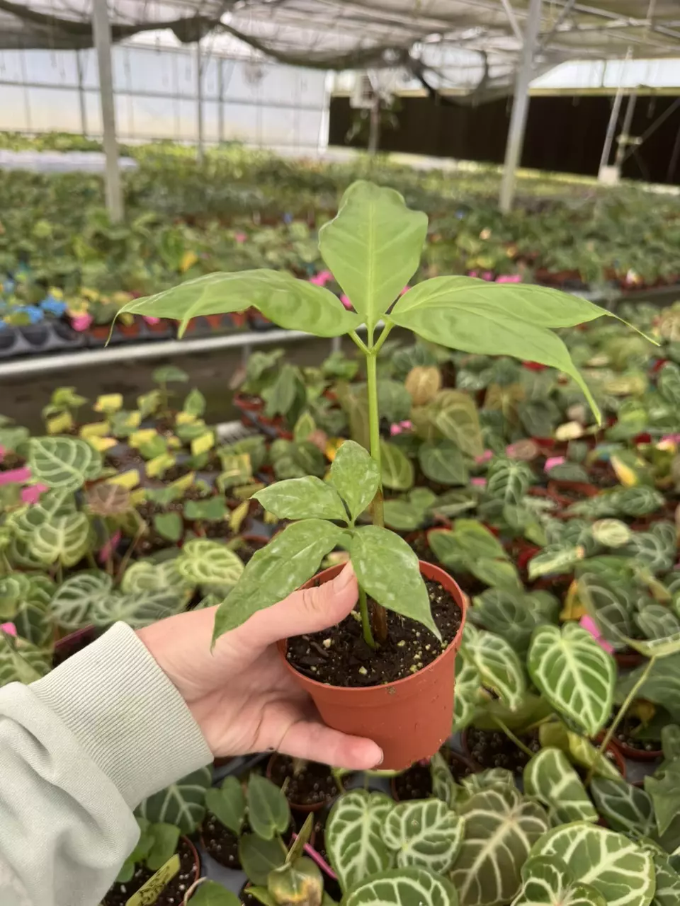 plant/Amorphophallus titanum 4” pot growers choice-6