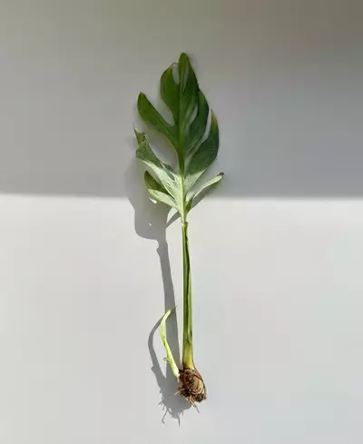 plant/Monstera pinnatipartita-1-thumbnail