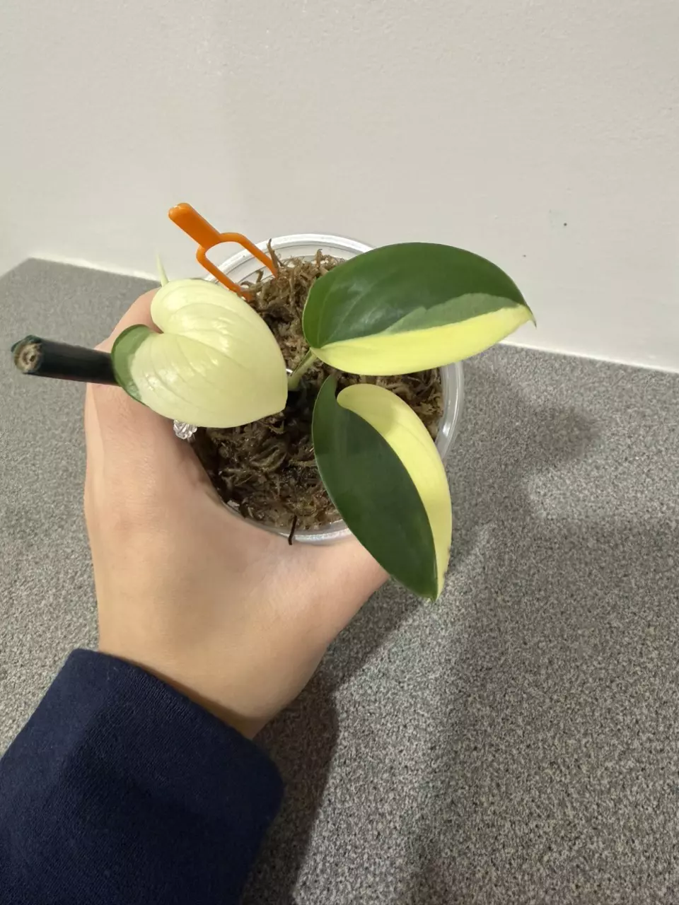 plant/Scindapsus Blue Albo-5