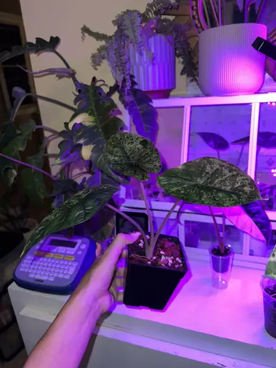 plant/🐉 Alocasia Dragon Scale Mint 🐉-1-thumbnail