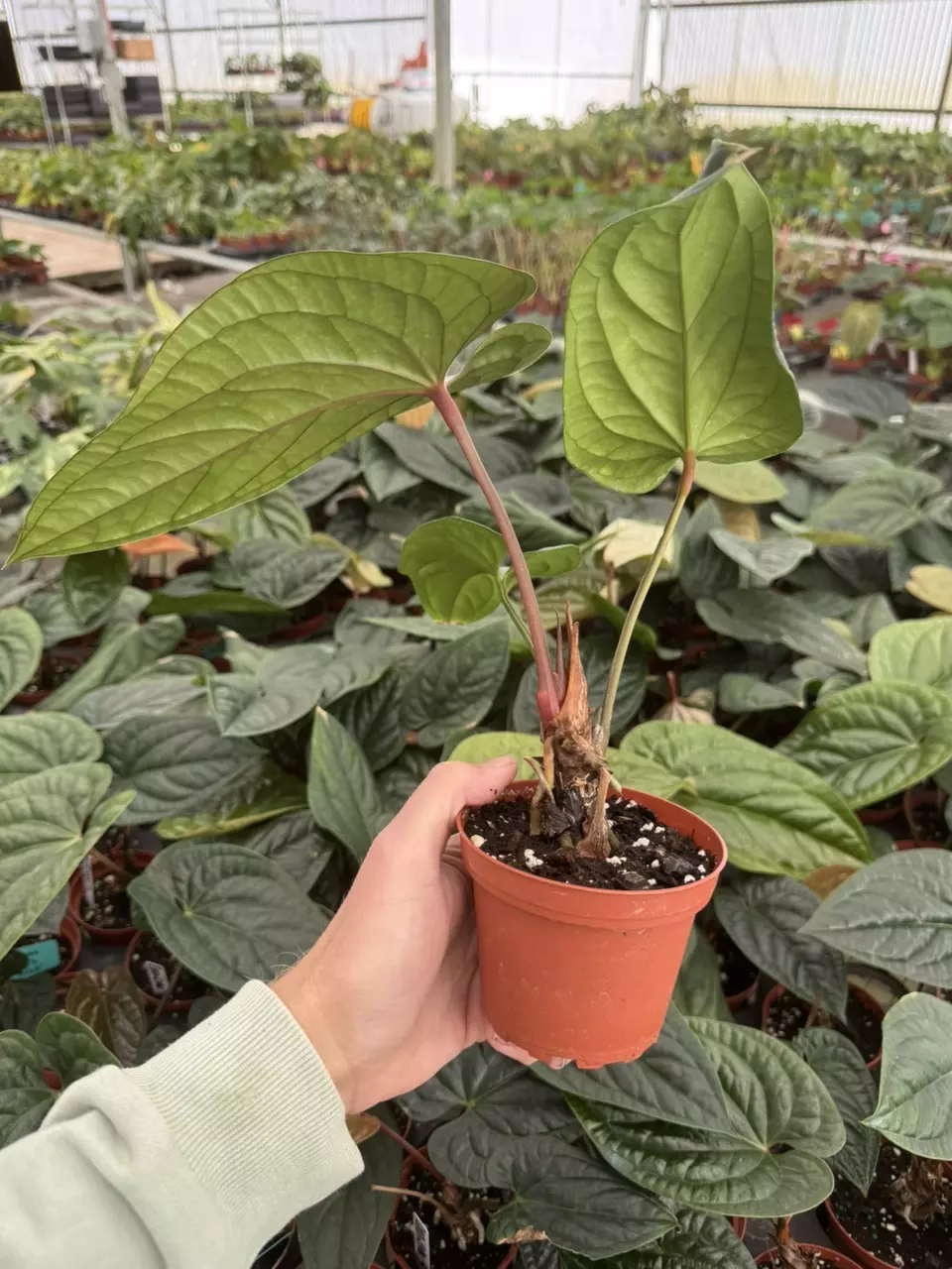 plant/Anthurium radicans 4” pot growers choice-7