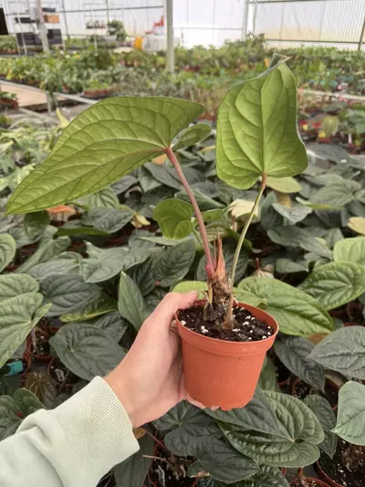 plant/Anthurium radicans 4” pot growers choice-7-thumbnail